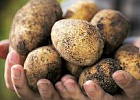 «Социальный картофель» посадят 126 семей из Томска и Северска